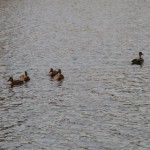 На реке Малая Кокшага можно увидеть диких уток.